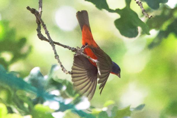 istock Painted bunting takes flight 1262767296