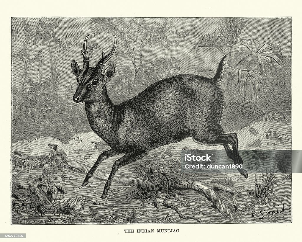 Indian Muntjac Stock Illustration - Download Image Now - Muntjac Deer ...
