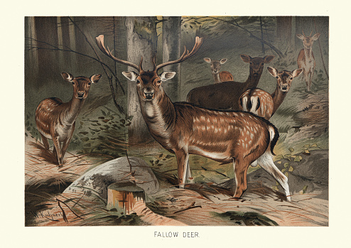 Vintage illustration of Fallow deer (Dama dama) in a forest. A ruminant mammal belonging to the family Cervidae. This common species is native to Europe