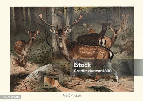 istock Fallow deer (Dama dama) in a forest 1262770505