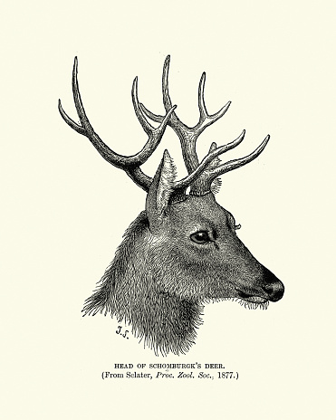 Vintage illustration of Schomburgk's deer (Rucervus schomburgki) was a member of the family Cervidae. Native to central Thailand. It is thought to have gone extinct by 1938