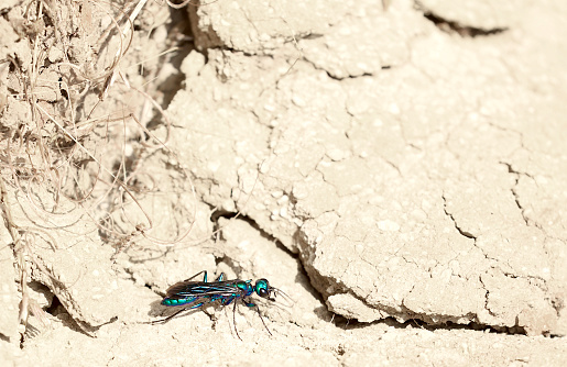 A large, bright, metallic blue wasp, on the lookout for some crickets for lunch!