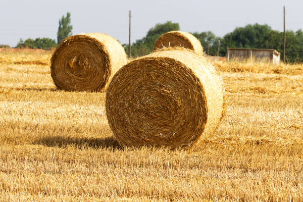 istock haystacks straw left after harvesting wheat, shallow depth of field 1262772656