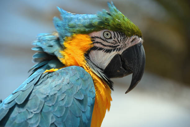 istock Ara ararauna Blue and gold macaw bird 1262774196