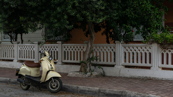 moped stands under an olive tree