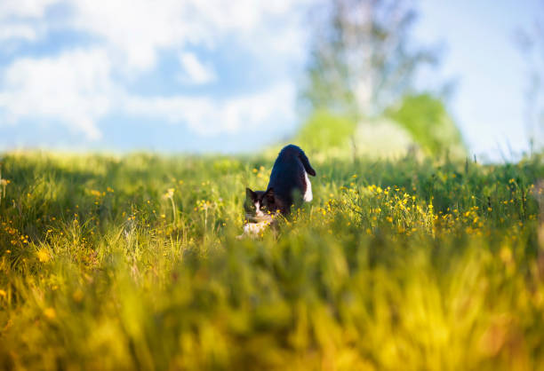 istock agile beautiful cat quickly runs through the summer Sunny meadow 1262776540