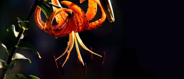 istock Tiger lily.Orange lily color attracts insects. 1262778476