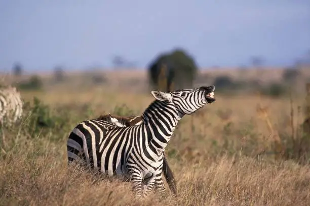 Burchell's Zebra, equus burchelli, Adult in Flehmen, Masai Mara Park in Kenya