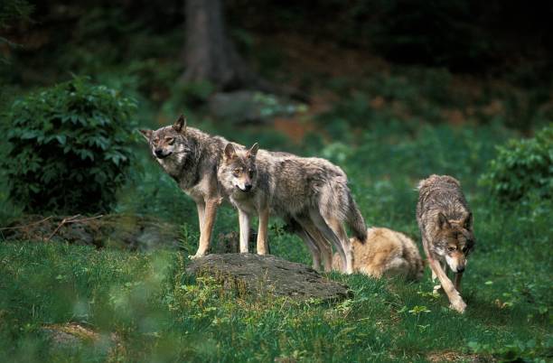istock European Wolf, canis lupus, Group, Germany 1262780512