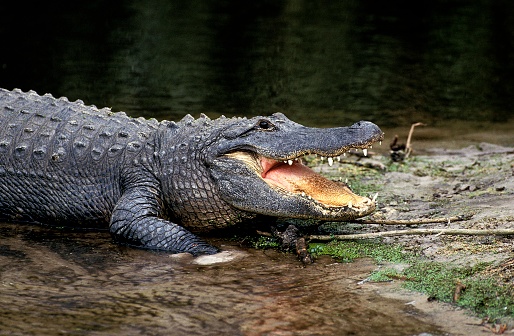 Wildlife, alligator headshot