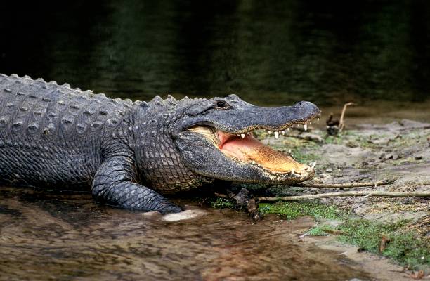 amerykański aligator, aligator mississipiensis, dorosły z otwartymi ustami regulujący temperaturę ciała - american alligator zdjęcia i obrazy z banku zdjęć