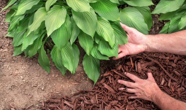 istock Man spreading mulch around hosta plants in garden 1262781427