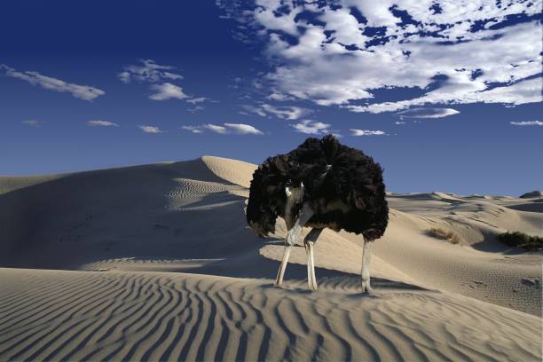 istock Ostrich, struthio camelus, Male head in sand, Namibie, Composite image 1262781443