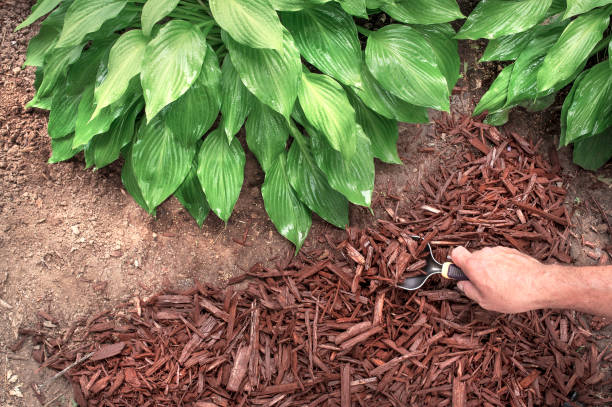 istock Man shoveling mulch around hosta plants in garden 1262781446