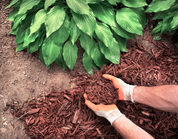 man spreading mulch around hosta plants in garden Close-up man wearing gardening gloves spreading brown mulch, bark, around garden hosta plants to kill weeds, front yard, backyard, lawn landscaping hands holding plant soil stock pictures, royalty-free photos & images