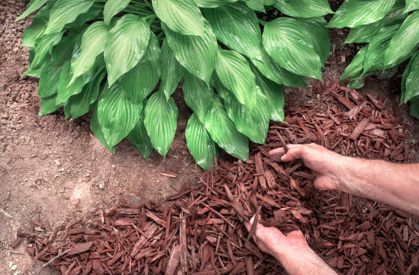 istock Man putting mulch around hosta plants in garden 1262781457