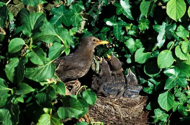 Blackbird, turdus merula, Adult Feeding Chicks at Nest, Normandy