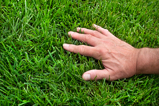 Close-up man's hand inspecting lush green lawn grass with no weeds on sunny day