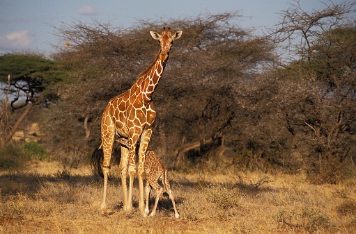 Reticulated Giraffe, giraffa camelopardalis reticulata, Mother and Calf Suckling, Samburu park in Kenya