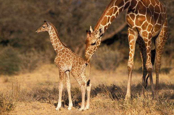 giraffa reticolata, giraffa camelopardalis reticulata, madre e vitello, parco samburu in kenya - reticulated giraffe foto e immagini stock