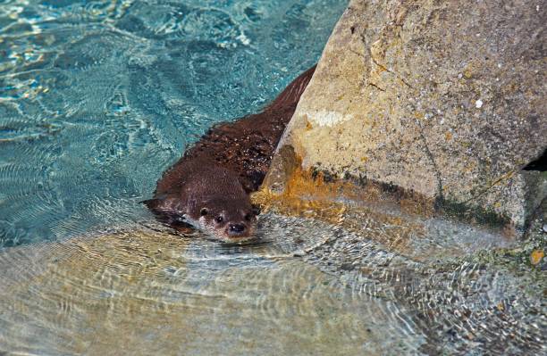 istock European Otter, Luther Luther 1262781696