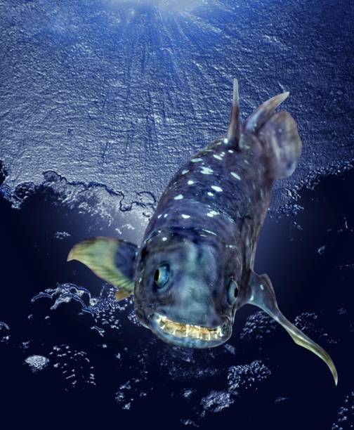 Coelacanth, latimeria chalumnae Coelacanth, latimeria chalumnae coelacanth photos stock pictures, royalty-free photos & images