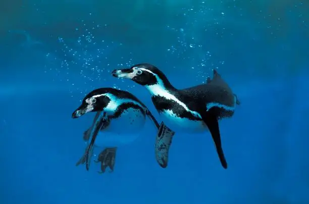 Humboldt Penguin, spheniscus humboldti