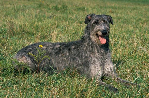 schottischer hirschhund, hund auf gras legen - deerhound fotos stock-fotos und bilder