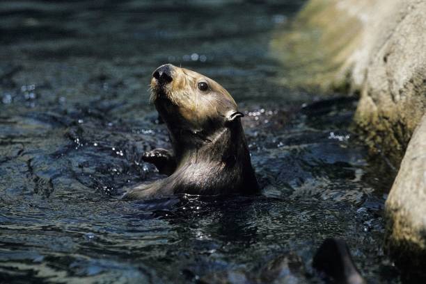 istock Sea Otter, enhydra lutris 1262783220