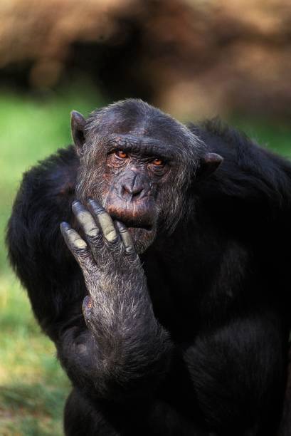 istock Chimpanzee, pan troglodytes, Funny Face 1262783239
