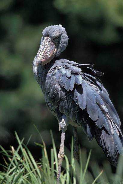 istock Shoebill Stork or Whale-Headed Stork, balaeniceps rex 1262783255
