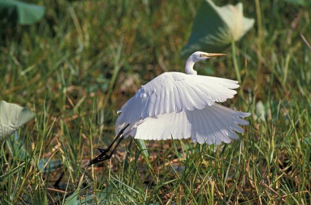 istock Intermediate Egret, egretta intermedia, Adult in Flight, Kenya 1262783266