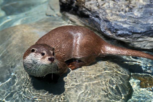 istock European Otter, Luther Luther 1262783295