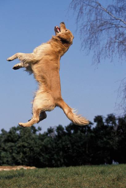 istock Golden Retriever, Dog Leaping 1262783324