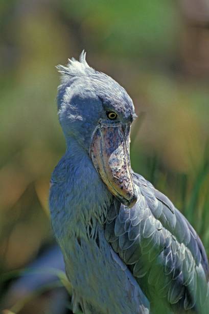 istock Shoebill Stork or Whale-Headed Stork, balaeniceps rex 1262783370