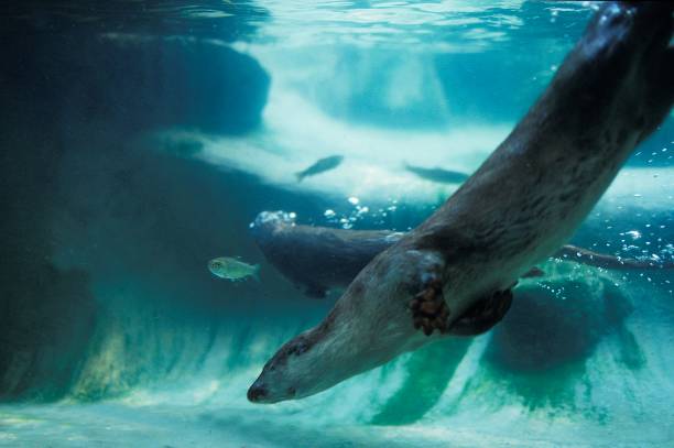 istock European Otter, Luther Luther 1262783422