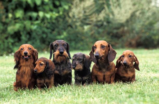 istock Wire-Haired, Smooth-Haired and Long-Haired Dachshund standing on Grass 1262783434