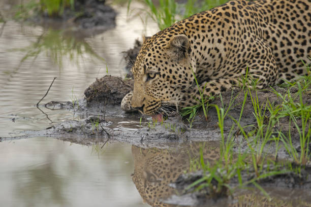 istock Leopard drinking from calm pool of water facing left 1262783716
