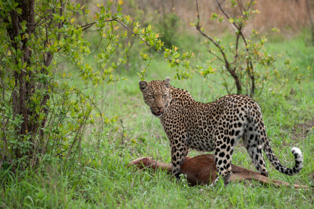 istock African leopard standing over antelope kill looking over shoulder 1262783895