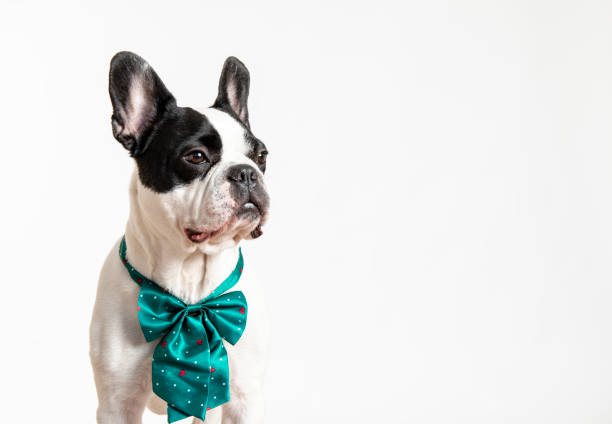 istock French Bulldog with Tied Bow 1262784031