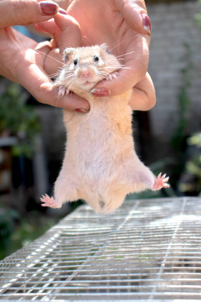 istock Ginger decorative hamster in hands. Pet hamster for a walk 1262784735
