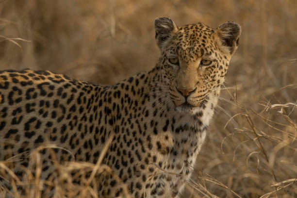 istock Standing leopard in tall golden grass side view 1262784986
