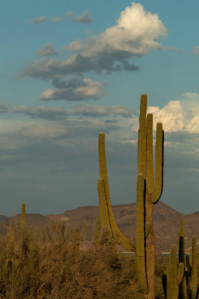 istock Sunset Photo with Cacti 1262787020