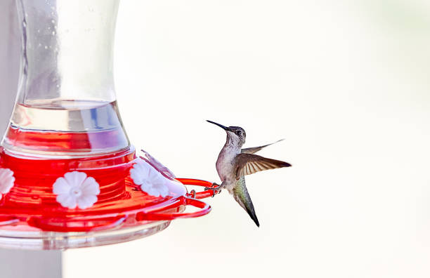 istock Hummingbird on a Feeder 1262787071