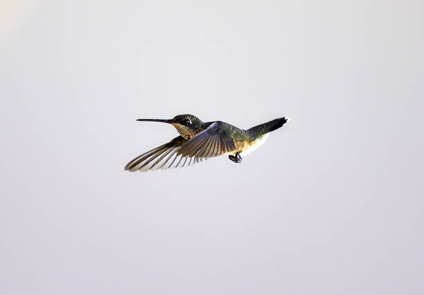 istock Hummingbird Flying in the Air 1262787101