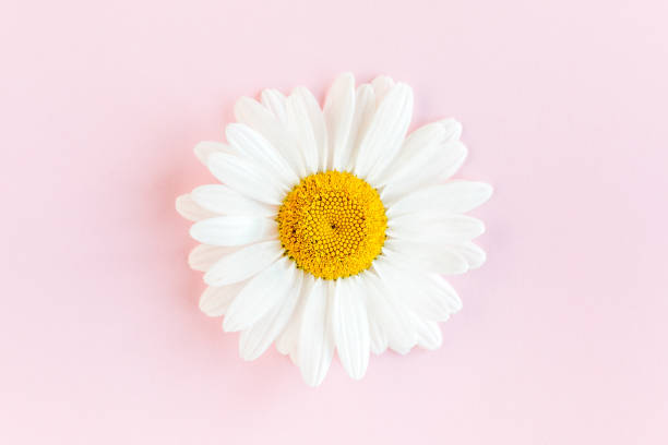 istock Chamomile flower beautiful and delicate on pink background 1262790481