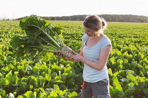 female farmer stands in agricultural fields, looks at the sugar beets