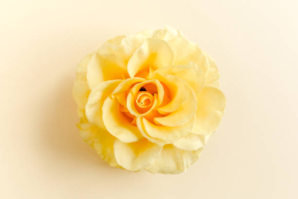 istock Yellow rose flower on beige background. Flat lay, top view 1262790563