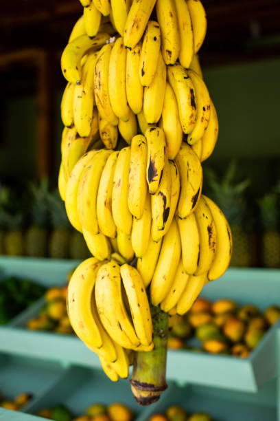 istock Vertical close-up of a large branch 1262790664