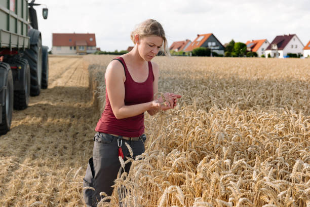 while harvesting a female farmer controls the wheat on the field